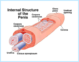 Interne structuur van de penis